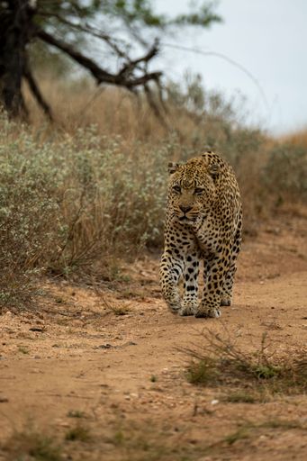 A majestic leopard strides confidently down a dirt road in its natural habitat, creating a powerful and striking image