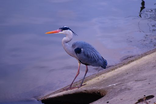 A young grey heron on the bank of the Nidda in Frankfurt at the Praunheim weir in the evening.