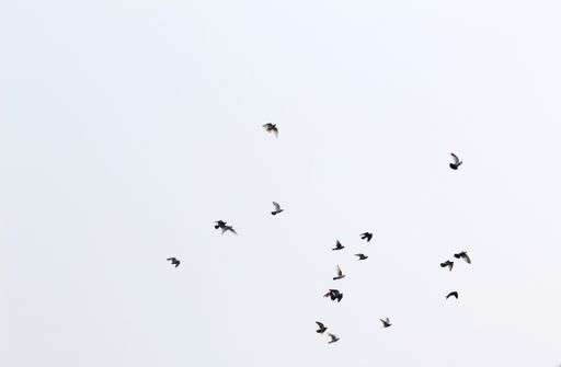 A flock of birds flying to the right on grey sky background