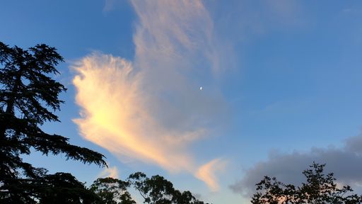 A low angle shot of a cloud formation in the shape of a bird with the silhouette of tree leaves at dusk