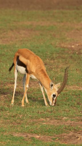 A gazelle standing in a grassy field, leisurely grazing on the vegetation in the sunny environment