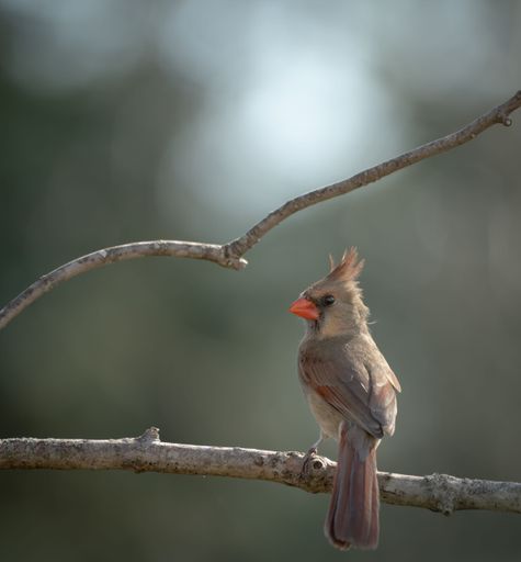 A small cardinal bird perched atop a gnarled branch in a tree