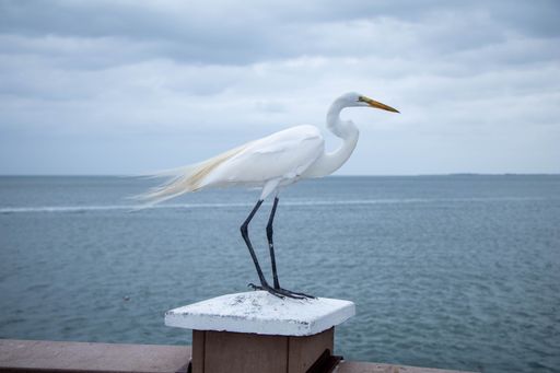 A great egret perched atop a stone pillar with the ocean in the backdrop