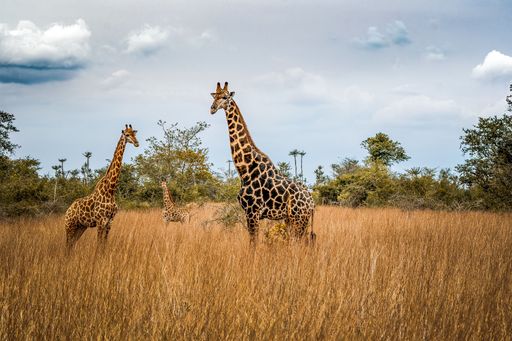 An idyllic scene featuring two majestic giraffes standing tall in a lush, verdant field