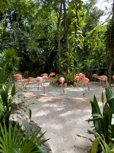 A flock of pink flamingos walking in a pond surrounded by lush greenery. Mexico.