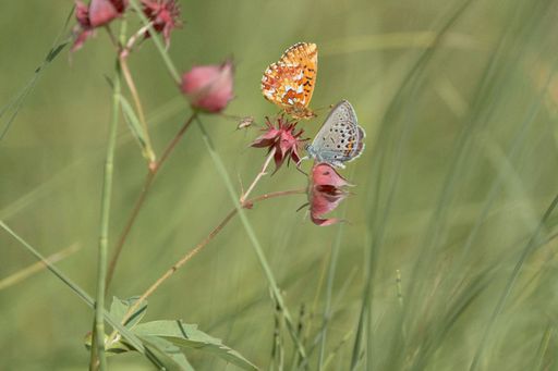 Some butterfly perched atop a pink flower, surrounded by lush green grass in the foreground