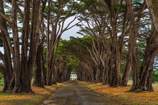 A breathtaking scenery of a tunnel of cypress trees in Inverness, California