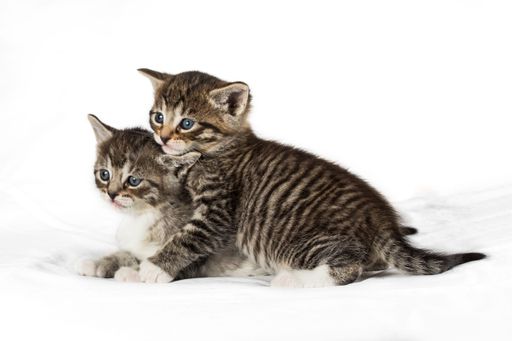 Two adorable kittens happily playing together on a pure white background