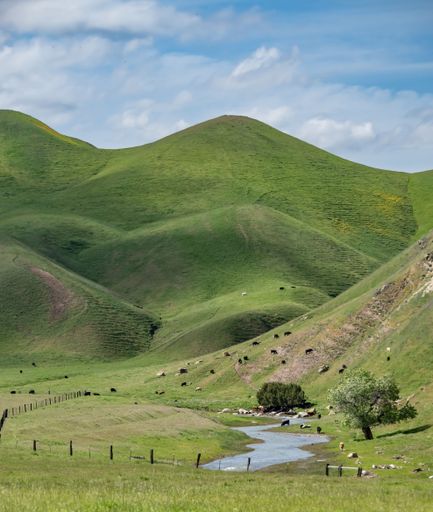 A group of cows peacefully grazing in a lush green pasture atop rolling hills