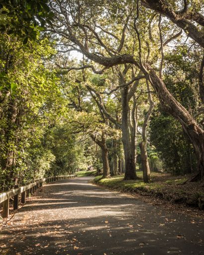 A beautiful park with large trees and greenery with a curvy road and fallen leaves
