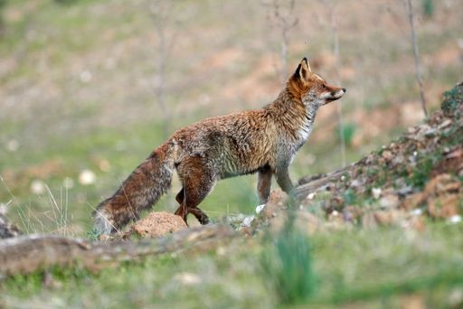 A majestic red fox walking  across a vibrant green meadow in the daylight, Spain