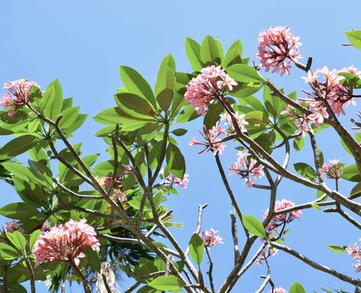 A low angle shot of blooming bright pink Plumeria flowers on a tree