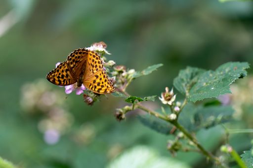 A delicate yellow butterfly perched on a colorful wildflower