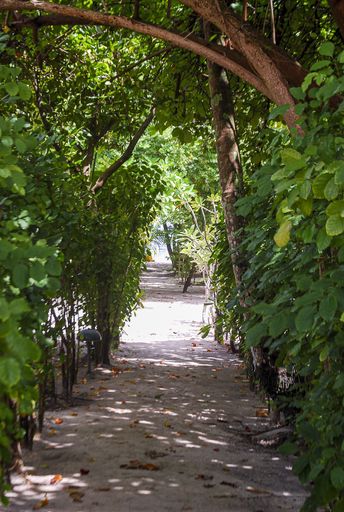 A beautiful shot of an alley in between plant in the garden