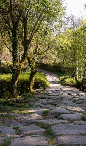 A majestic vertical shot of a rural road winding through a densely forested area in the countryside