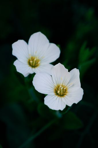 A closeup vertical shot of beautiful delicate Oxalis flowers with white petals in blossom