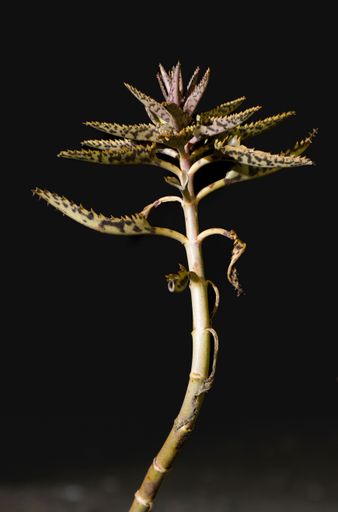 A vivid green aloe vera plant isolated on a white background, its large spiny leaves curling around its center