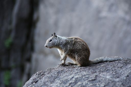A selective focus shot of a grey squirrel in the Yosemite National Park, in California, USA,