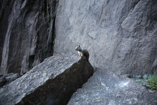 An eye-level shot of a furry wild squirrel sitting on a large stone surface in its natural habitat