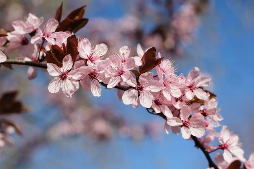 A selective focus shot of beautiful cherry blossoms on a tree branch during daylight
