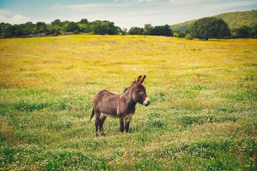 A closeup shot of a little donkey on the yellow flower's field