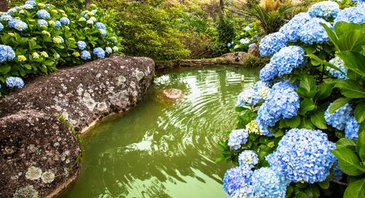 Beautiful scenery with blue hydrangea flowers growing by a pond