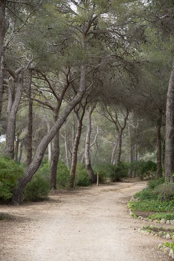 A vertical shot of an empty path through the woods
