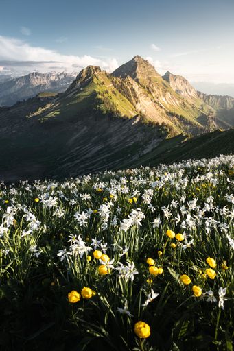 A landscape view of a narcissus and buttercup field at golden hour with a mountain peak in the background in Fribourg, Switzerland.