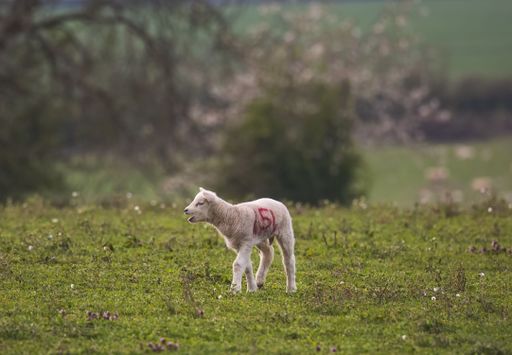 A white sheep standing on a grassy field with red markings