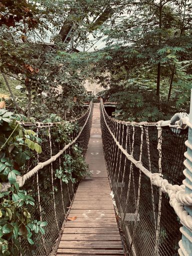 A picturesque scene of a rope bridge suspended in a lush green forest