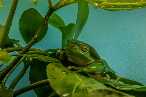 A vibrant green Giant leaf frog is perched atop a leafy plant.
