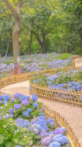 A vertical shot of a pathway through a park with blooming purple hydrangea flowers