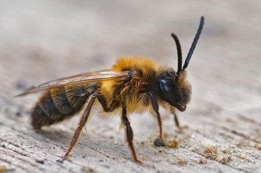 A closeup shot of male Gray-gastered mining bee, Andrena tibialis, on a wooden table