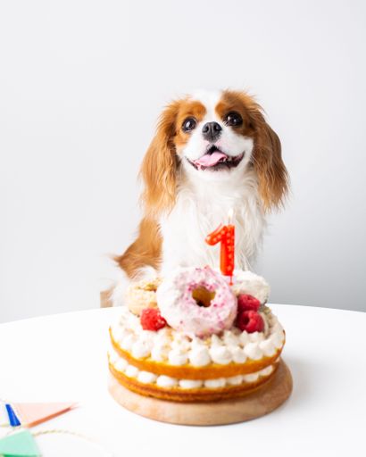 A cute domestic dog (Cavalier King Charles Spaniel)  with a birthday cake, ready to celebrate a special occasion