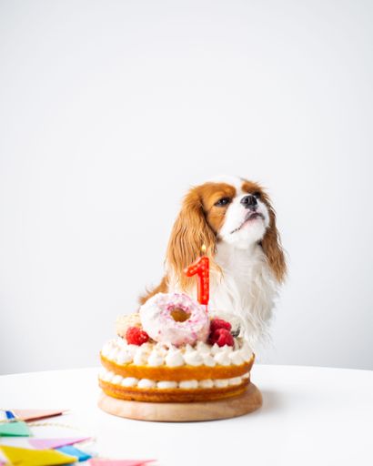 A cute domestic dog (Cavalier King Charles Spaniel)  with a birthday cake, ready to celebrate a special occasion