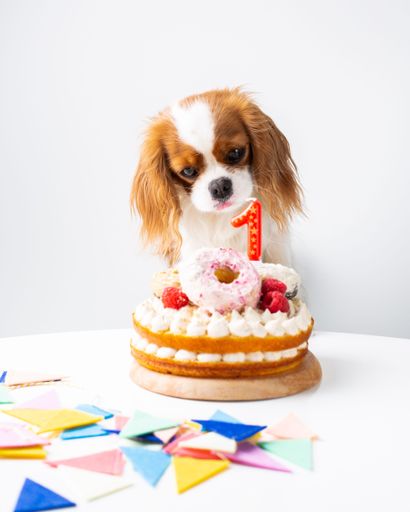 A cute domestic dog (Cavalier King Charles Spaniel)  with a birthday cake, ready to celebrate a special occasion