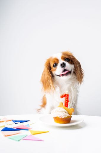 A cute domestic dog (Cavalier King Charles Spaniel)  with a birthday cake, ready to celebrate a special occasion