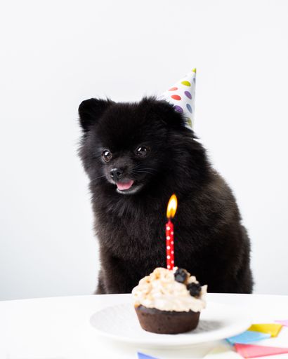 Adorable Pomeranian dog celebrating a special event with a colorful birthday cake
