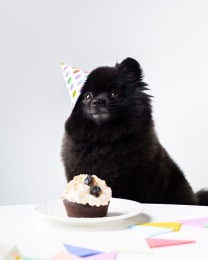 Adorable Pomeranian dog celebrating a special event with a colorful birthday cake