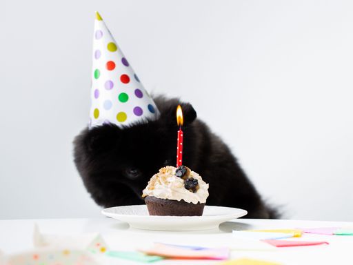 Adorable Pomeranian dog celebrating a special event with a colorful birthday cake