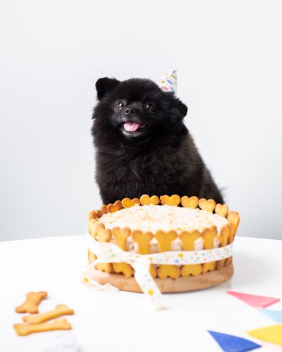 Adorable Pomeranian dog celebrating a special event with a colorful birthday cake
