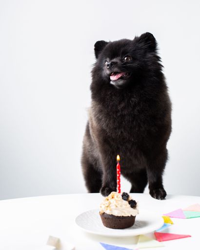 Adorable Pomeranian dog celebrating a special event with a colorful birthday cake