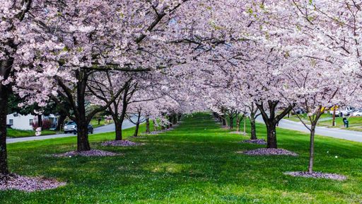 The cherry blossoms in a park