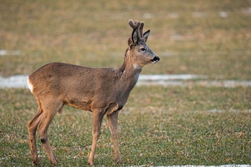 A European roe deer walking through a lush grassy meadow