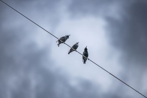 A low angle shot of birds perched atop a set of powerlines against a backdrop of a cloudy sky