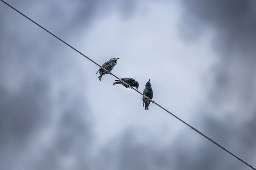 A low angle shot of birds perched atop a set of powerlines against a backdrop of a cloudy sky