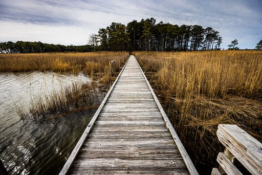 A wooden boardwalk stretching through a swampy marshland in the Chesapeake Bay,  the United States