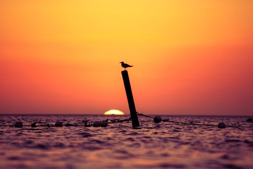 A white seagull perched atop a wooden post in a tranquil ocean setting at sunset