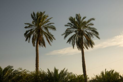 A picturesque landscape featuring a stunning sunrise with tall palm trees in the foreground, providing a beautiful contrast of colors against the sky