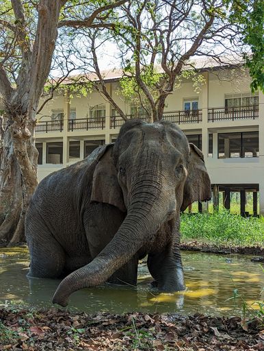 Captured in somawathi raja maha Wihara ,Sri lanka. Tusker visiting the temple regularly finding food.Tusker have a passageway made by electric fence.